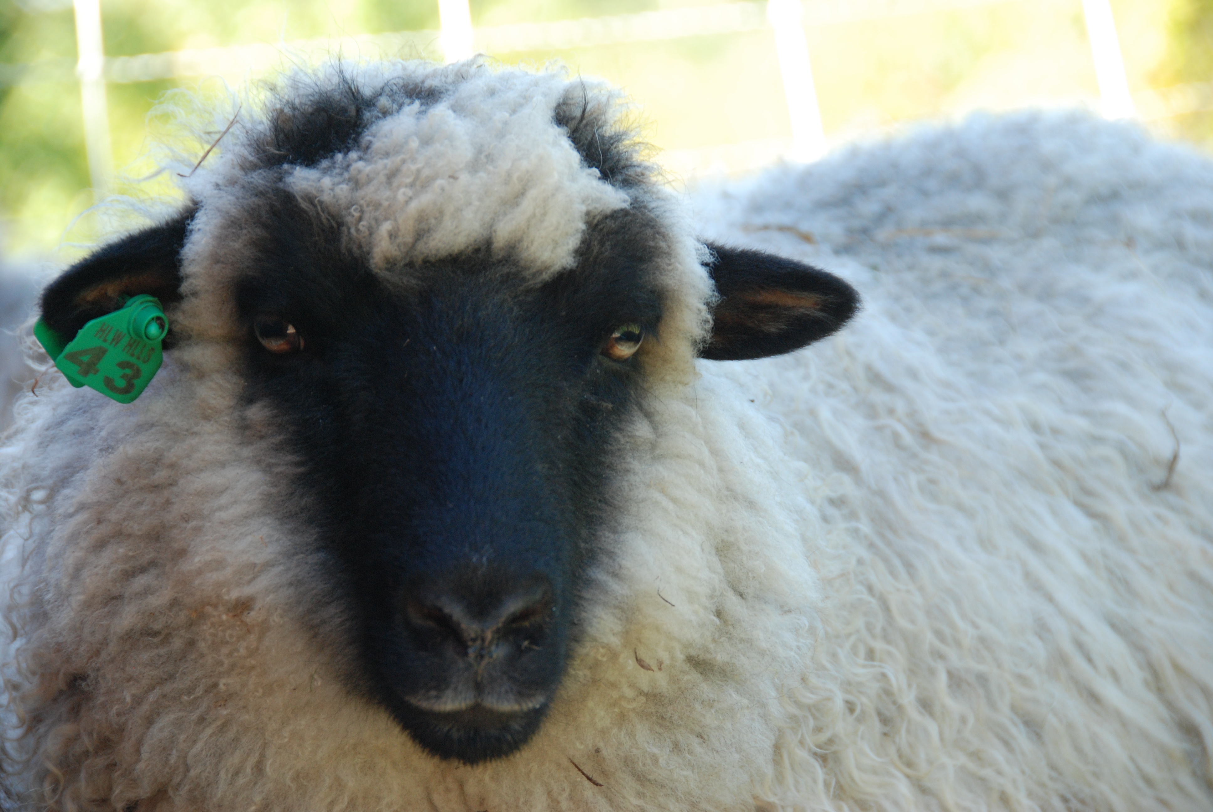 Sheep_091714_017